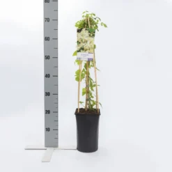 Bosrank (Clematis Vitalba) -Essentie Groen Verkoop clematis vitalba 2