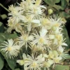 Bosrank (Clematis Vitalba) -Essentie Groen Verkoop clematis vitalba 2