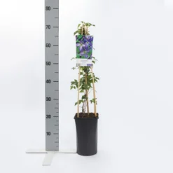 Bosrank (Clematis Viticella) -Essentie Groen Verkoop clematis viticella 2
