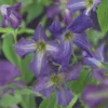 Bosrank (Clematis Viticella) -Essentie Groen Verkoop clematis viticella 2 2