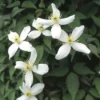 Bosrank (Clematis Montana 'Alba') -Essentie Groen Verkoop clmontan 1 1