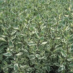 Bonte Kornoelje (Cornus Alba 'Elegantissima') -Essentie Groen Verkoop coaelega 3