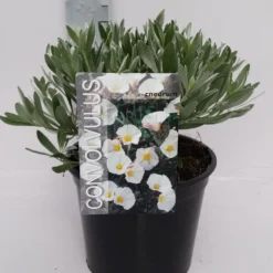 Zilverwinde (Convolvulus Cneorum ) -Essentie Groen Verkoop convolvulus 10 6