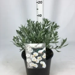 Zilverwinde (Convolvulus Cneorum ) -Essentie Groen Verkoop convolvulus 26 06