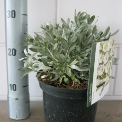 Zilverwinde (Convolvulus Cneorum ) -Essentie Groen Verkoop convolvulus cneorom c3 26 6 2019