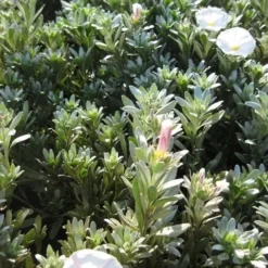 Zilverwinde (Convolvulus Cneorum ) -Essentie Groen Verkoop convolvulus cneorum c3 okt 1