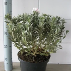 Zilverwinde (Convolvulus Cneorum ) -Essentie Groen Verkoop convolvulus cneorum c5 oktober 2