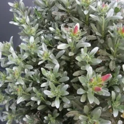 Zilverwinde (Convolvulus Cneorum )