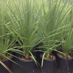 Cordyline (Cordyline Australis) -Essentie Groen Verkoop cordyline australis