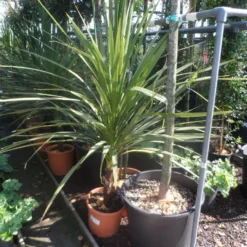 Cordyline (Cordyline Australis) -Essentie Groen Verkoop cordyline australis 125 150 c20 1