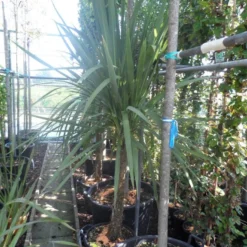Cordyline (Cordyline Australis) -Essentie Groen Verkoop cordyline australis 150 175 cont 1