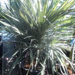 Cordyline (Cordyline Australis) -Essentie Groen Verkoop cordyline australis 175 200 meerstammig 1