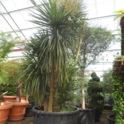 Cordyline (Cordyline Australis) -Essentie Groen Verkoop cordyline australis 300 400 c750 meerstammig 1