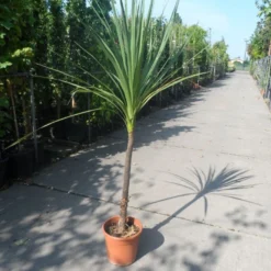 Cordyline (Cordyline Australis) -Essentie Groen Verkoop cordyline australis c10