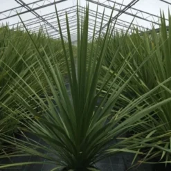 Cordyline (Cordyline Australis) -Essentie Groen Verkoop cordyline australis c10 1 1