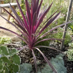 Cordyline (Cordyline Australis 'Electric Pink')