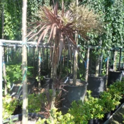 Cordyline (Cordyline Australis 'Atropurpurea') -Essentie Groen Verkoop cordyline australis red star 150 175 c25