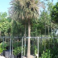 Cordyline (Cordyline Australis) -Essentie Groen Verkoop cordyline australis solitair 250stam