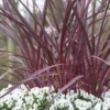 Cordyline (Cordyline 'Can Can') -Essentie Groen Verkoop cordyline cancan02 1