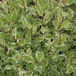 Bonte Kornoelje (Cornus Alba 'Elegantissima')