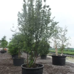 Gele Kornoelje (Cornus Mas) -Essentie Groen Verkoop cornus mas 400 500 c750