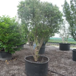 Gele Kornoelje (Cornus Mas) -Essentie Groen Verkoop cornus mas ombrella c600