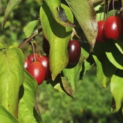 Gele Kornoelje (Cornus Mas) -Essentie Groen Verkoop cornusmas vruchtv01