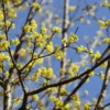 Gele Kornoelje (Cornus Mas) -Essentie Groen Verkoop cornusmasv01