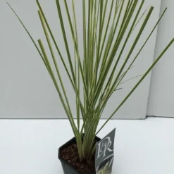 Dwerg Pampasgras (Cortaderia Selloana 'Mini Goldpampas') -Essentie Groen Verkoop cortaderia mini goldpampas v2 2