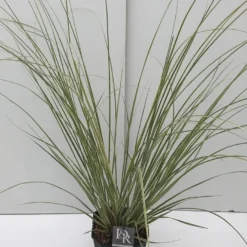 Dwerg Pampasgras (Cortaderia Selloana 'Mini Goldpampas') -Essentie Groen Verkoop cortaderia mini goldpampas v5