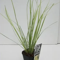 Dwerg Pampasgras (Cortaderia Selloana 'Mini Goldpampas') -Essentie Groen Verkoop cortaderia mini goldpampas v2