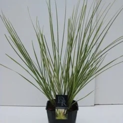 Dwerg Pampasgras (Cortaderia Selloana 'Mini Goldpampas') -Essentie Groen Verkoop cortaderia mini goldpampas v5