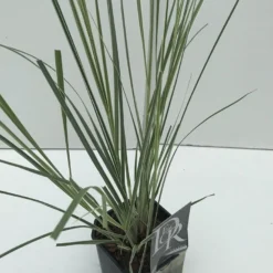 Dwergpampasgras (Cortaderia Selloana 'Mini Silverpampas') -Essentie Groen Verkoop cortaderia mini silverpampas v2 2