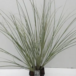 Dwergpampasgras (Cortaderia Selloana 'Mini Silverpampas') -Essentie Groen Verkoop cortaderia mini silverpampas v5 1