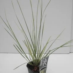 Dwerg Pampasgras (Cortaderia Selloana 'Mini Goldpampas') -Essentie Groen Verkoop cortaderia sell. mini goldpampas 2