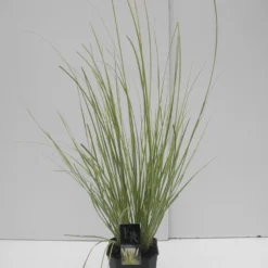 Dwerg Pampasgras (Cortaderia Selloana 'Mini Goldpampas') -Essentie Groen Verkoop cortaderia sell. mini goldpampas c5