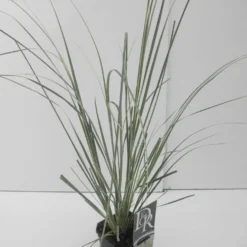 Dwergpampasgras (Cortaderia Selloana 'Mini Silverpampas') -Essentie Groen Verkoop cortaderia sell. mini silverpampas 1