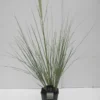 Dwergpampasgras (Cortaderia Selloana 'Mini Silverpampas') -Essentie Groen Verkoop cortaderia sell. mini silverpampas c5