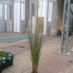 Pampasgras (Cortaderia Selloana 'Senior') -Essentie Groen Verkoop cortaderia senior