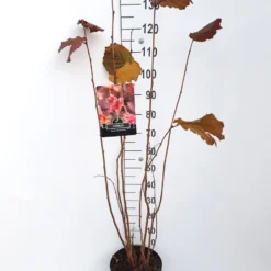 Hazelaar/Hazelnoot (Corylus Avellana 'Rode Zellernoot') -Essentie Groen Verkoop corylus rode zellernoot c10 v01