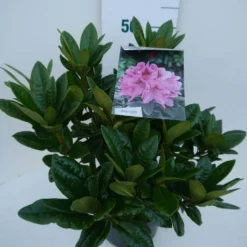 Rhododendron (Rhododendron 'Cosmopolitan') -Essentie Groen Verkoop cosmopolitan c5 zij