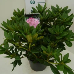 Rhododendron (Rhododendron 'Cosmopolitan') -Essentie Groen Verkoop cosmopolitan c7.5 zij