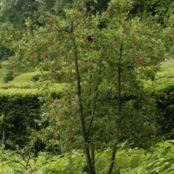 Chileense Lantaarnboom (Crinodendron Hookerianum) -Essentie Groen Verkoop crinodendron