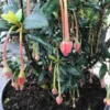 Chileense Lantaarnboom (Crinodendron Hookerianum) -Essentie Groen Verkoop crinodendron hookerianum