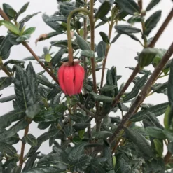 Chileense Lantaarnboom (Crinodendron Hookerianum) -Essentie Groen Verkoop crinodendron hookerianum c20 1 1