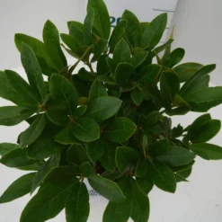 Rhododendron (Rhododendron 'Cunningham White') -Essentie Groen Verkoop cun white c2 boven