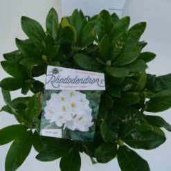Rhododendron (Rhododendron 'Cunningham White') -Essentie Groen Verkoop cun white c5 boven