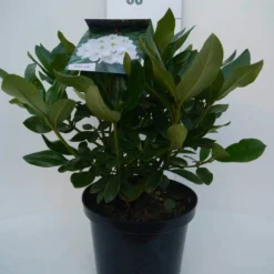 Rhododendron (Rhododendron 'Cunningham White') -Essentie Groen Verkoop cun white c5 voor