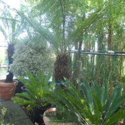 Grote Boomvaren (Dicksonia Antarctica) -Essentie Groen Verkoop dicksonia antarctica 100 120stam 1 1