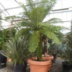 Grote Boomvaren (Dicksonia Antarctica) -Essentie Groen Verkoop dicksonia antarctica 160stam extra 1
